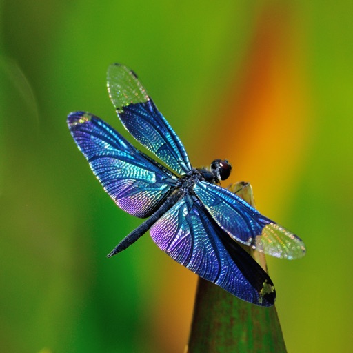 Wallpaper for Dragonfly