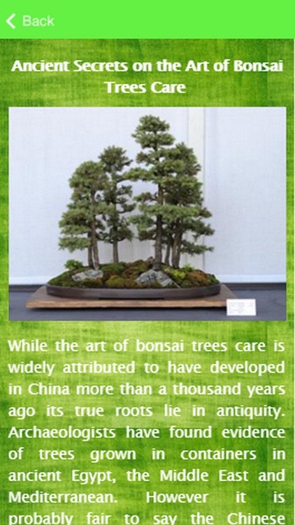 Bonsai Tree Care Guide