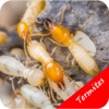 How To Get Rid Of Termites - Pest Control Services
