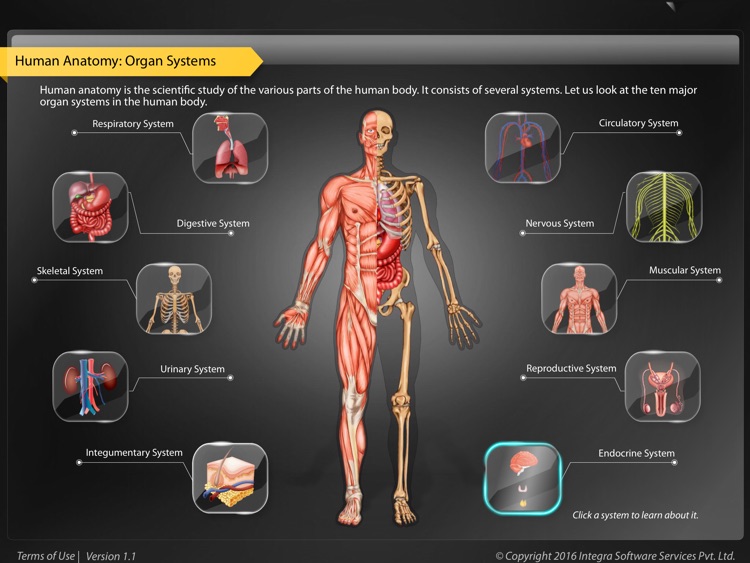 Human Anatomy Explorer - Endocrine System