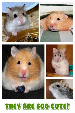 Hamster Jigsaw Puzzle Games screenshot 2