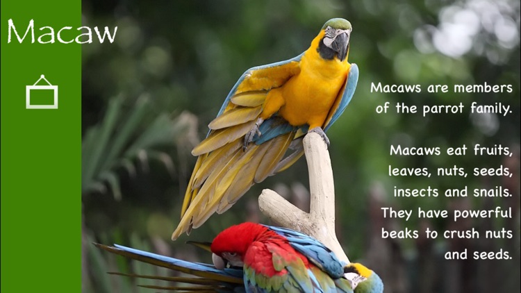 Jungle Feathers