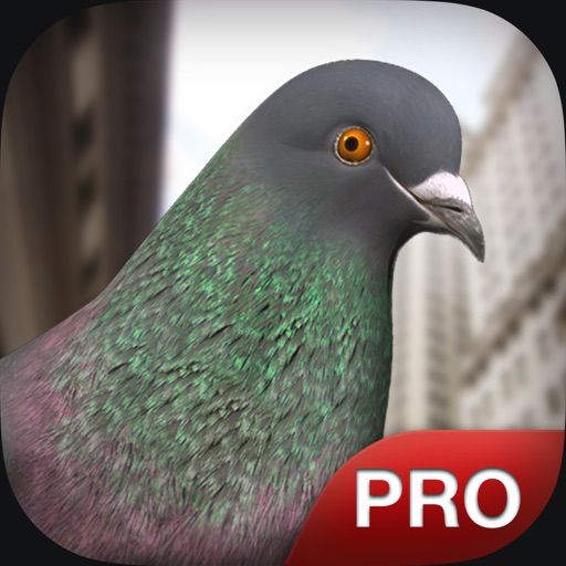 Pigeon Simulator Pro