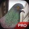 Pigeon Simulator Pro - the best ads free city bird flight simulator 3D