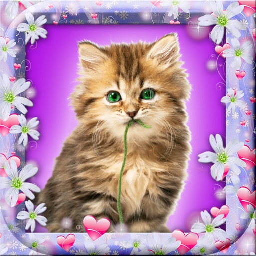 Pretty Kitten Wallpaper – Cute Baby Pet Lock Screen Theme & Adorable Kitty Cat Background.s