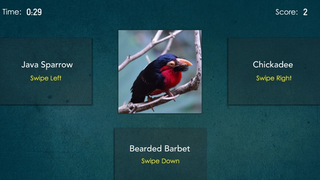 Bird Quiz - Guess The Pet Bird(圖1)-速報App