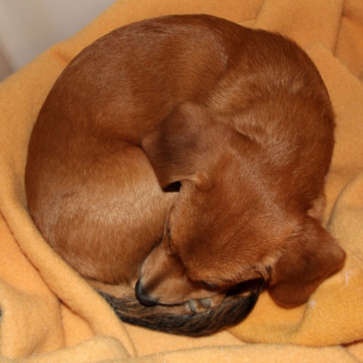 Puppy or Bagel Icon