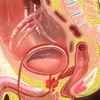 Male Pelvis Showing Organ 3D