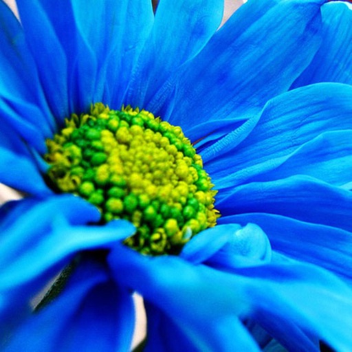 Beautiful Blue Flower Wallpapers HD: Quotes Backgrounds with Art Pictures icon