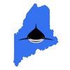 Maine Sharks