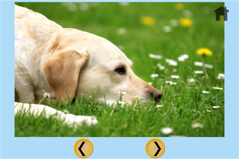 captivating dogs for kids - free screenshot 2