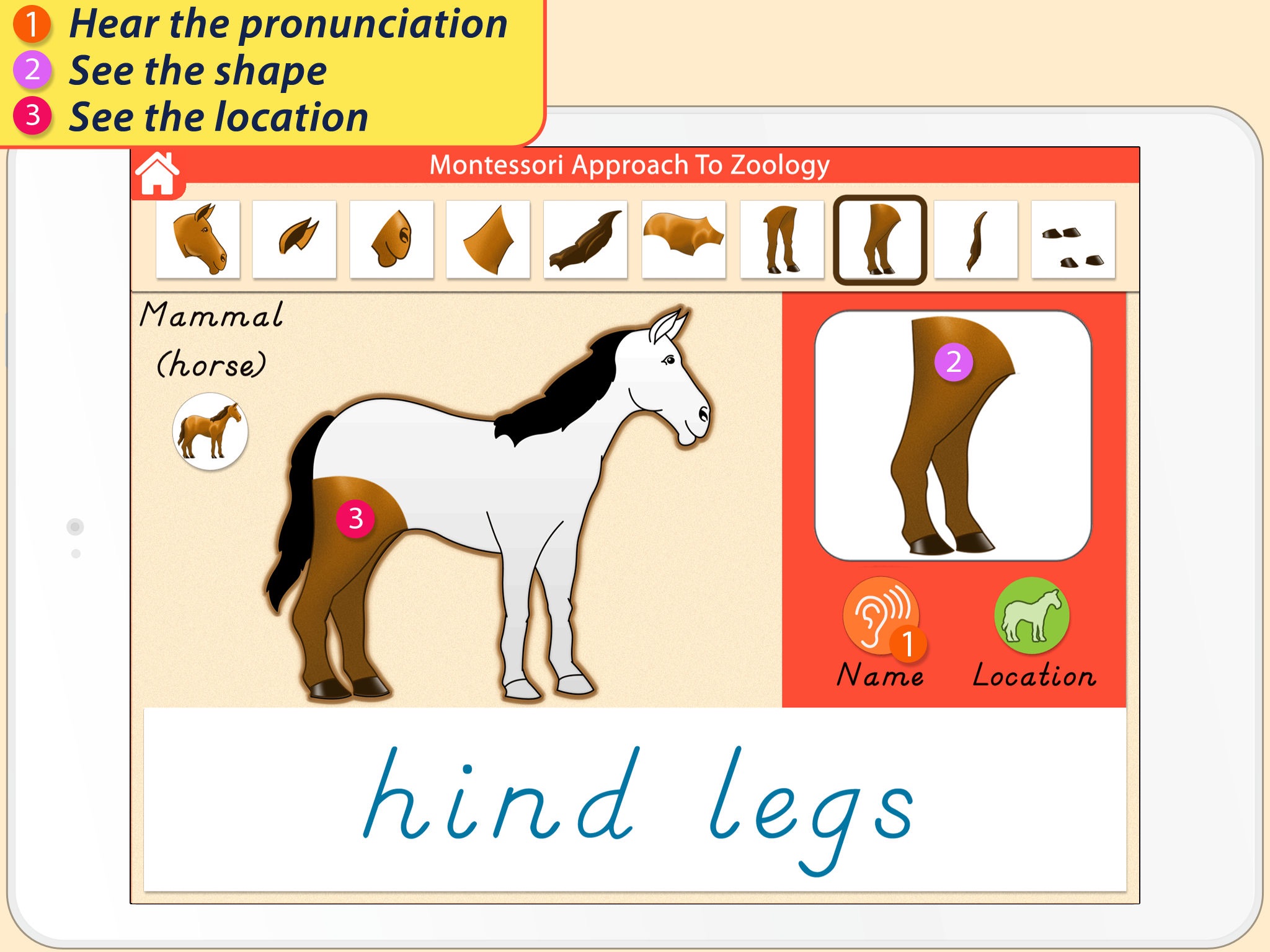 Parts Of Animals (Vertebrates) LITE - A Montessori Approach to Zoology HD screenshot 4