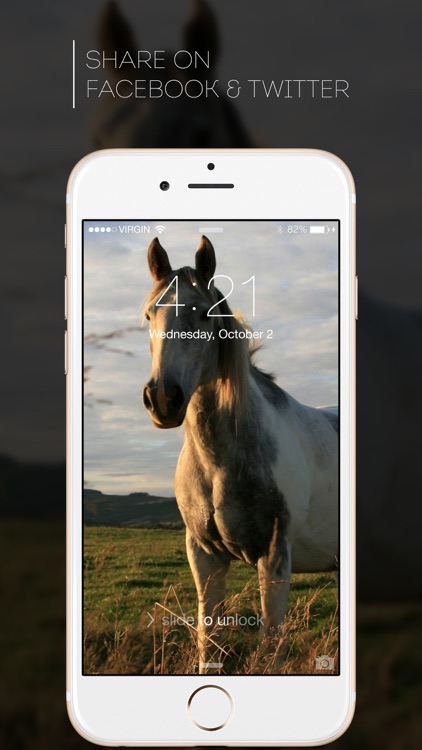 Horse Wallpapers HD - Download Beautiful Collection of Beautiful Dream Horses Pictures