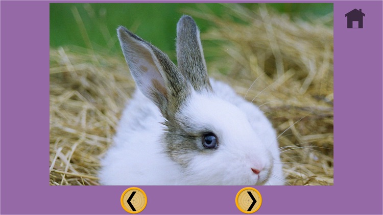 prodigious rabbits for kids - free screenshot-4