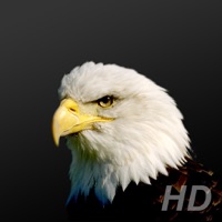 Karakartal HD PC 용