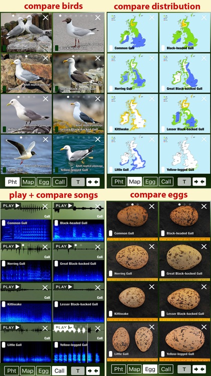 All Birds UK - A Complete Field Guide to the Official List of Bird Species Recorded in Great Britain and Northern Ireland