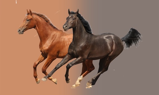 Horses Master icon