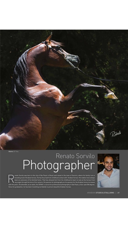 Arabian Studs and Stallions screenshot-3