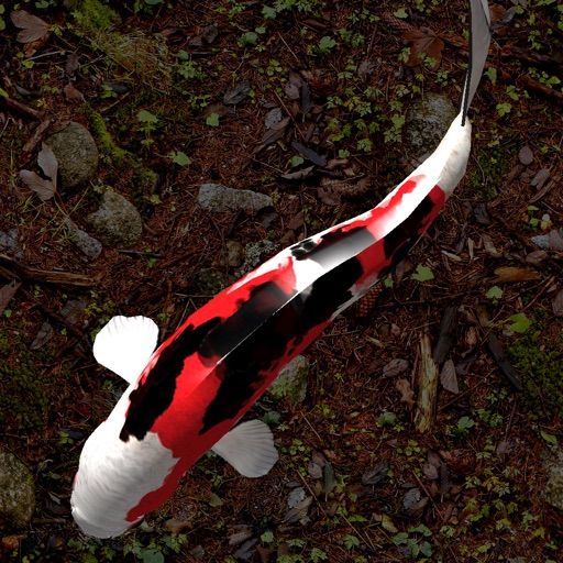 Koi Fish