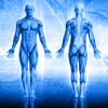 Human Body Anatomy Quiz
