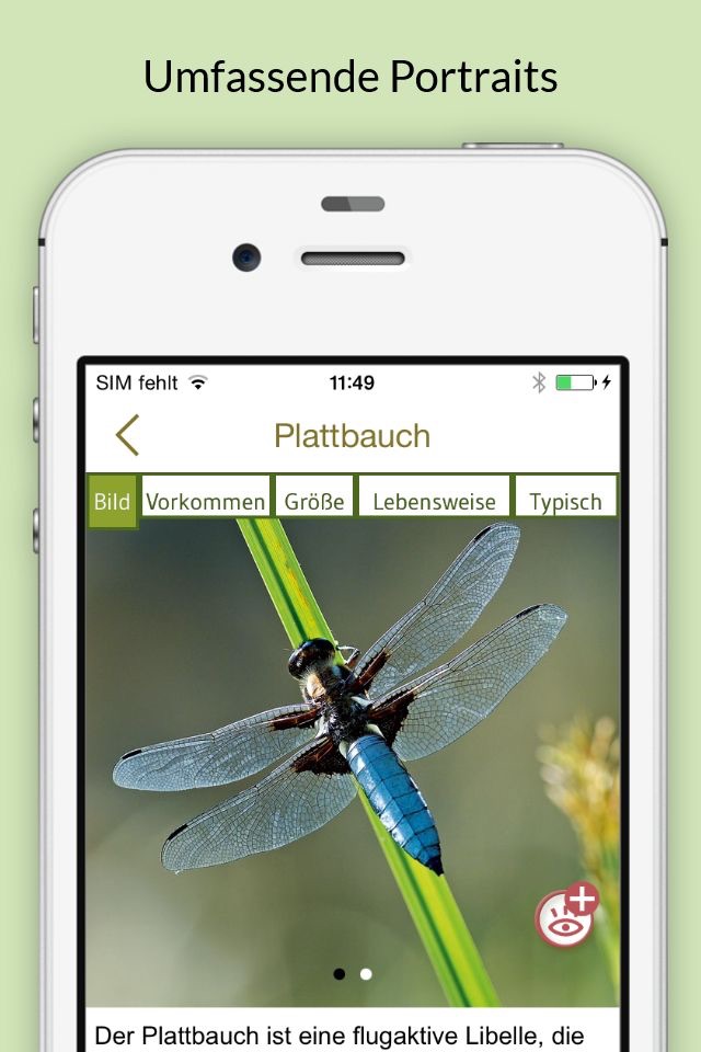 Insekten & Schmetterlinge bestimmen – entdecken Sie die 100 wichtigsten Arten in der Natur und im eigenen Garten screenshot 3