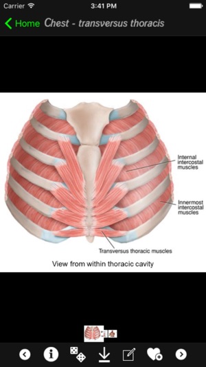 Human Muscles Info(圖1)-速報App