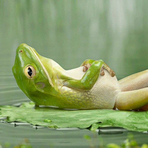 Frog Wallpapers HD: Quotes Backgrounds with Art Pictures icon