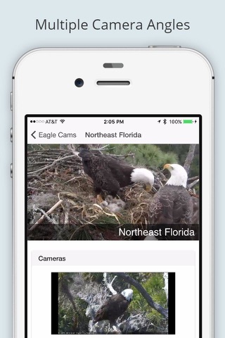 Eagle Cam screenshot 2