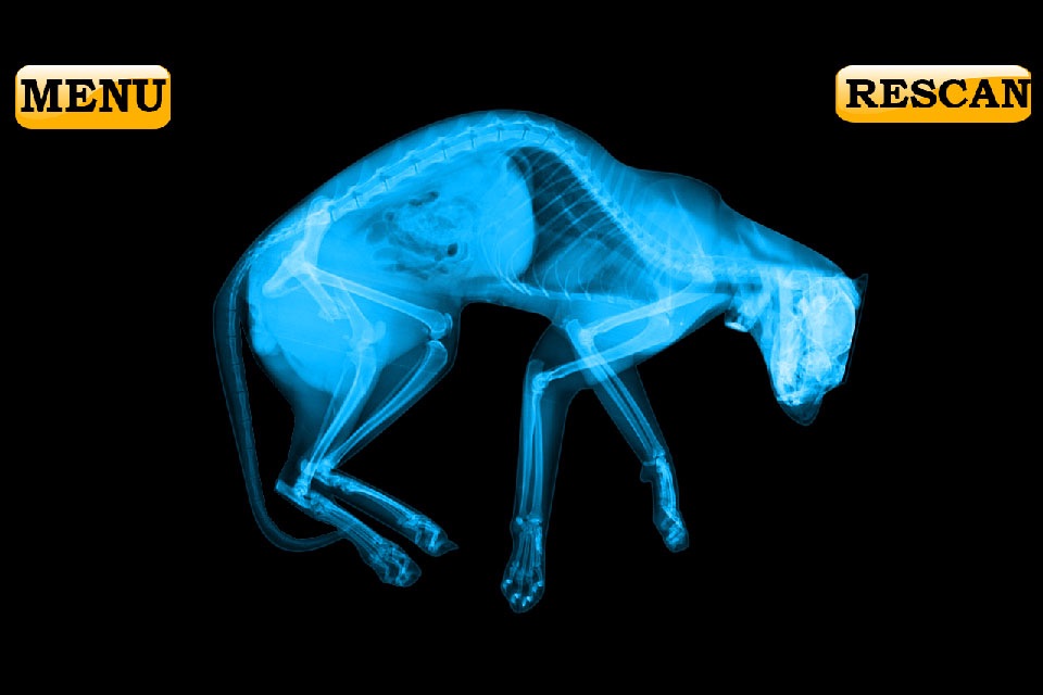 Xray Scanner Pet Cat Prank screenshot 2