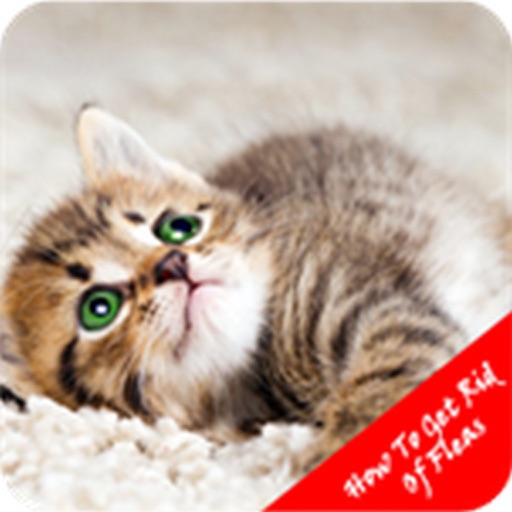 How To Get Rid Of Fleas Guide