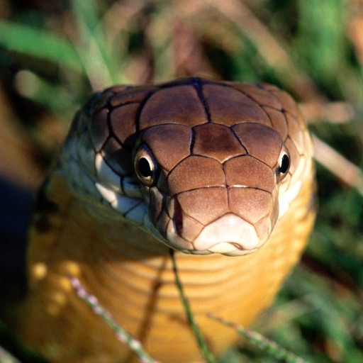 Snakes Of The World icon