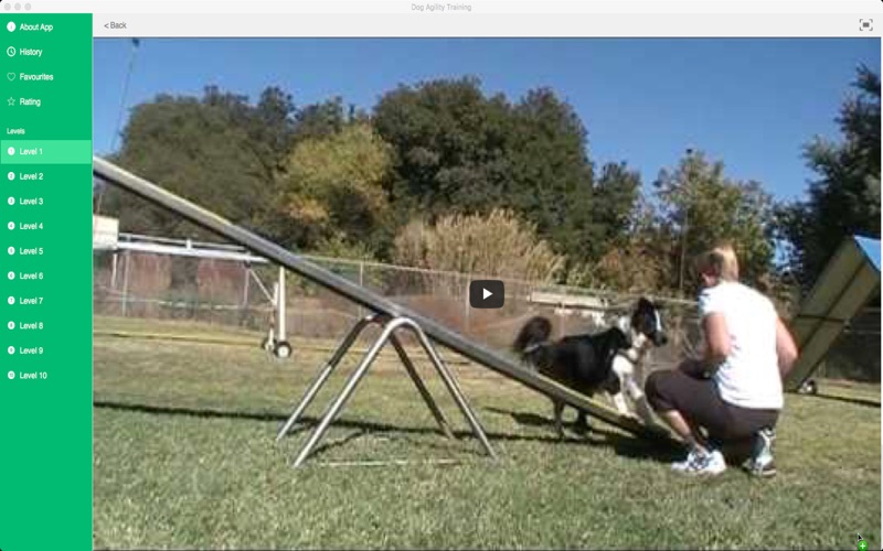 Dog Agility Training thumbnail 3