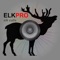 REAL Elk Hunting Calls-Elk Calling Elk Bugle
