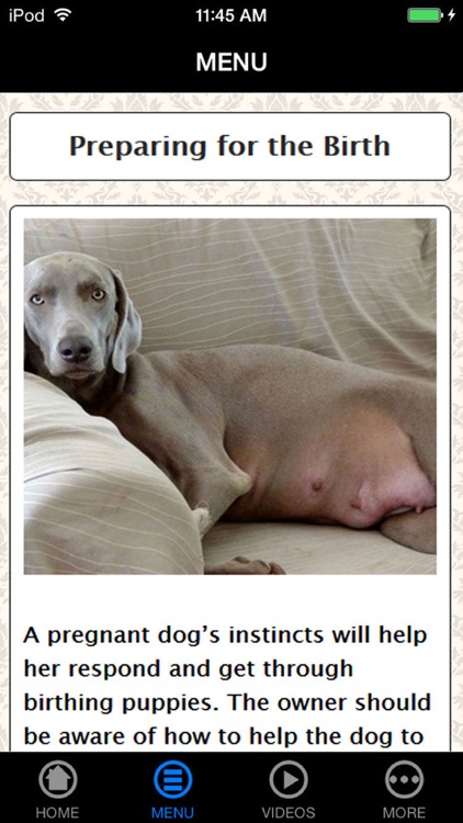 Be a Professional Help a Mother Dog Birth Fast & Safe screenshot-3