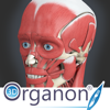 Medis Media Pty Ltd - 3D Organon Anatomy - Muscles, Skeleton, and Ligaments アートワーク