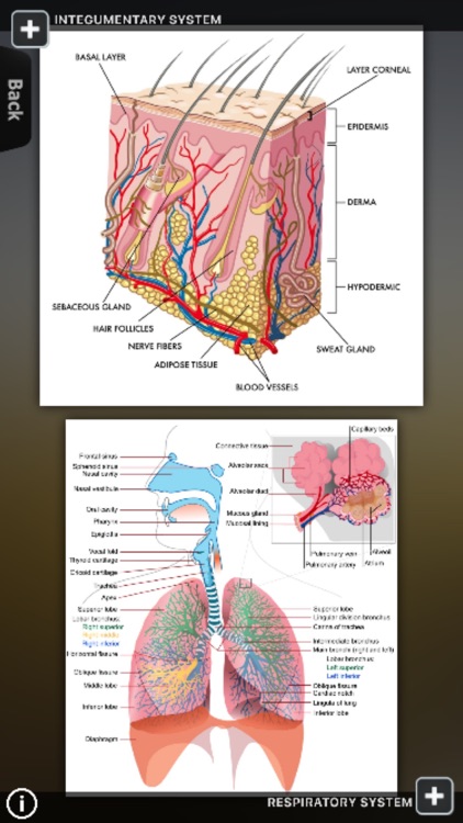 Human Body Database