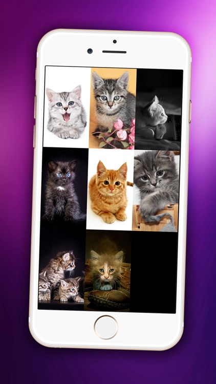 Pretty Kitten Wallpaper – Cute Baby Pet Lock Screen Theme & Adorable Kitty Cat Background.s