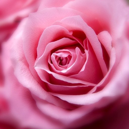 Rose Wallpaper iOS App