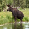 Moose Call - Great Sounds For Hunting