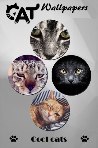 Cat Wallpapers & Backgrounds Pro - Home Screen Maker with Themes of Pretty Kittens screenshot 4