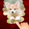 A Dog game to scratch Hidden Pics - Mini game for Kids - Playing cool breed games - animal best dogs pics