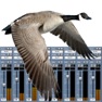 Get Goose Call Mixer for iOS, iPhone, iPad Aso Report