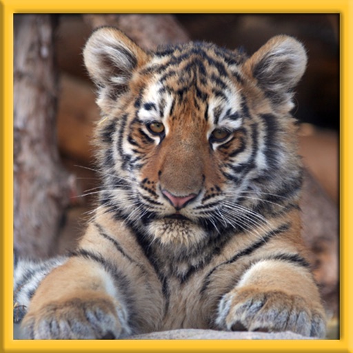 Real Wild Stray Tiger Cub Simulator icon