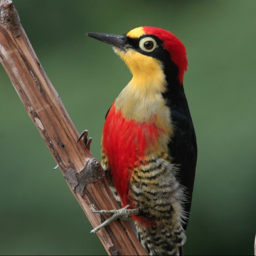Woodpeckers Guide! icon