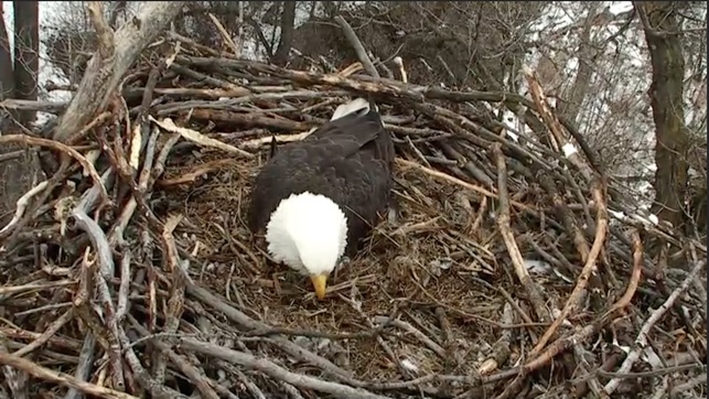 Real Live Eagle Cam(圖2)-速報App