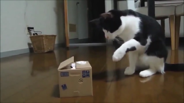 Infinite Cat Videos — Funny Internet Clips(圖3)-速報App