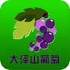 大泽山葡萄