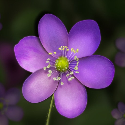 Free Mobile Learning Flower in 13 Languages icon