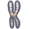 Chromosome Kinetochore 3D
