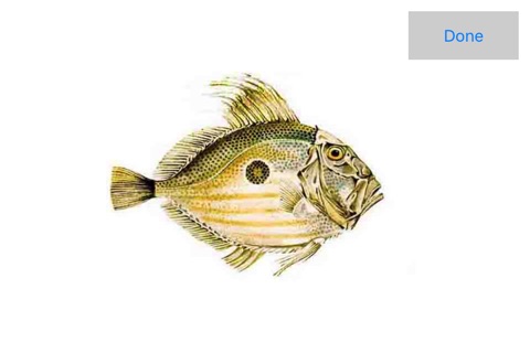 Fishionary : Edible Fish - Translations and Environmental Awareness screenshot 4
